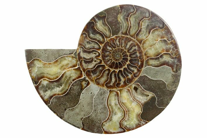 Cut & Polished Ammonite Fossil (Half) - Madagascar #347840